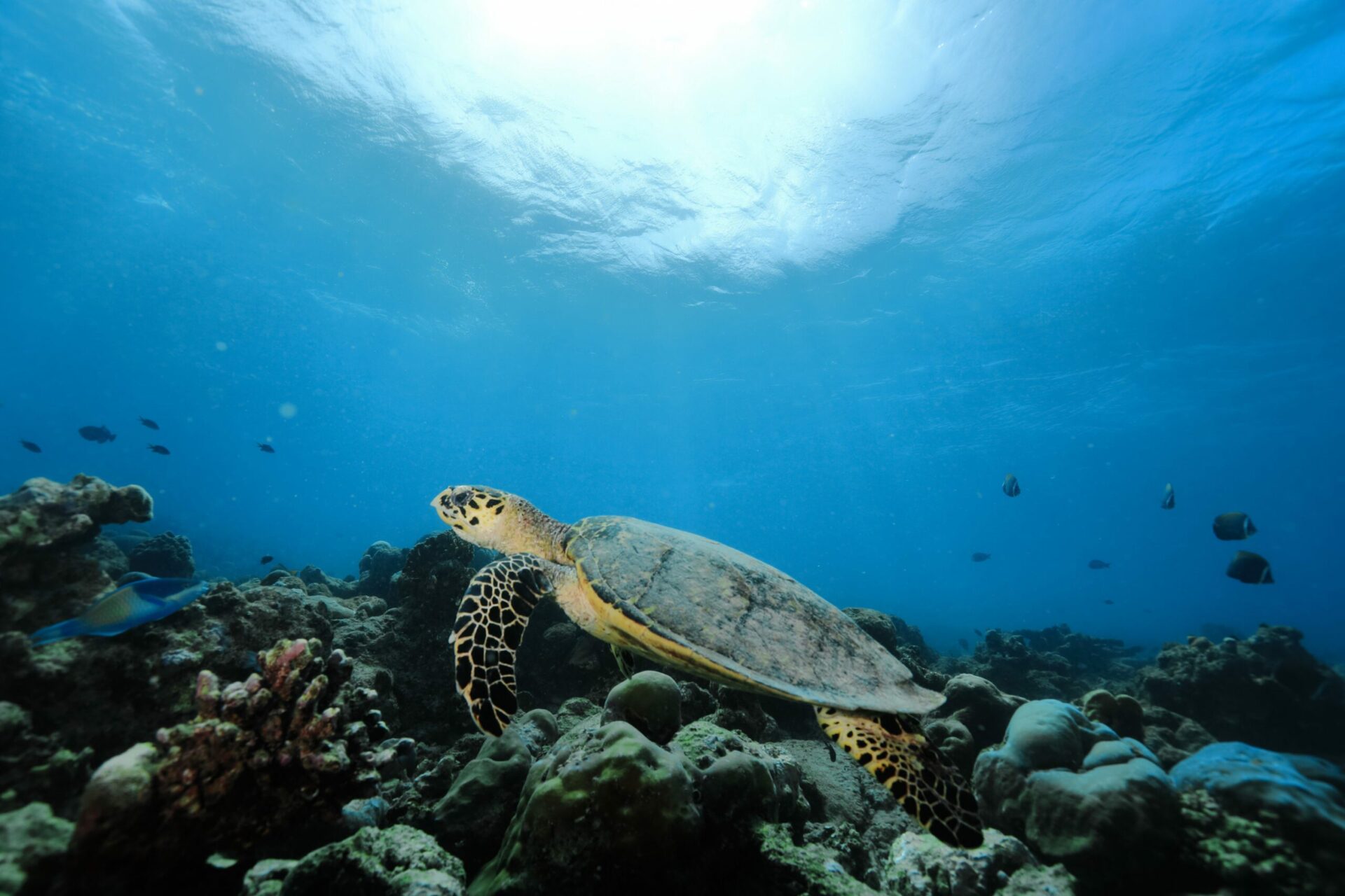 Diving Phi Phi Islands 